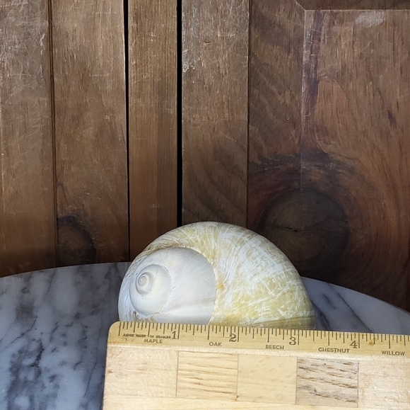 Natural Seashell - Picture 4 of 9
